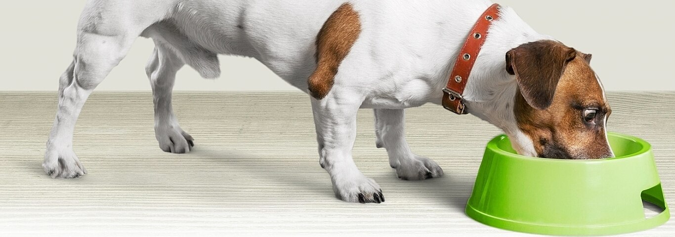 Dogs Eating Used Tissues Dogs Eating Used Tissues