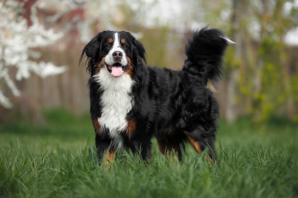 happy bernese mountain dog