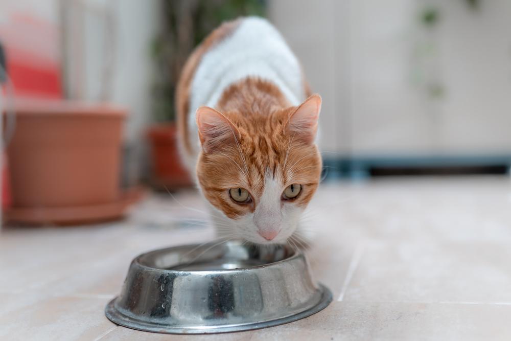 Cat drinking water