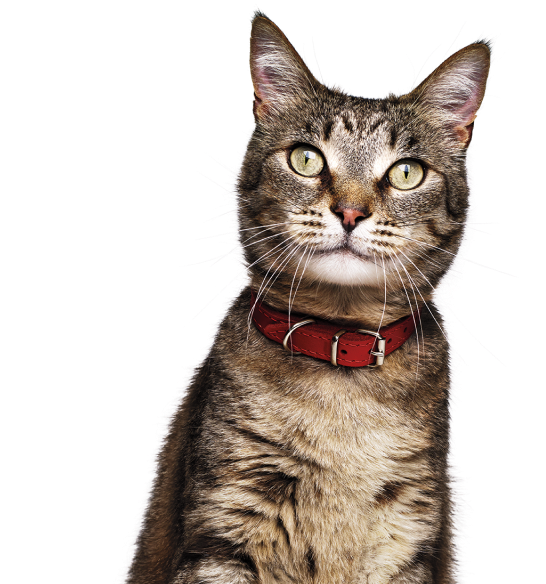 Pet food finder