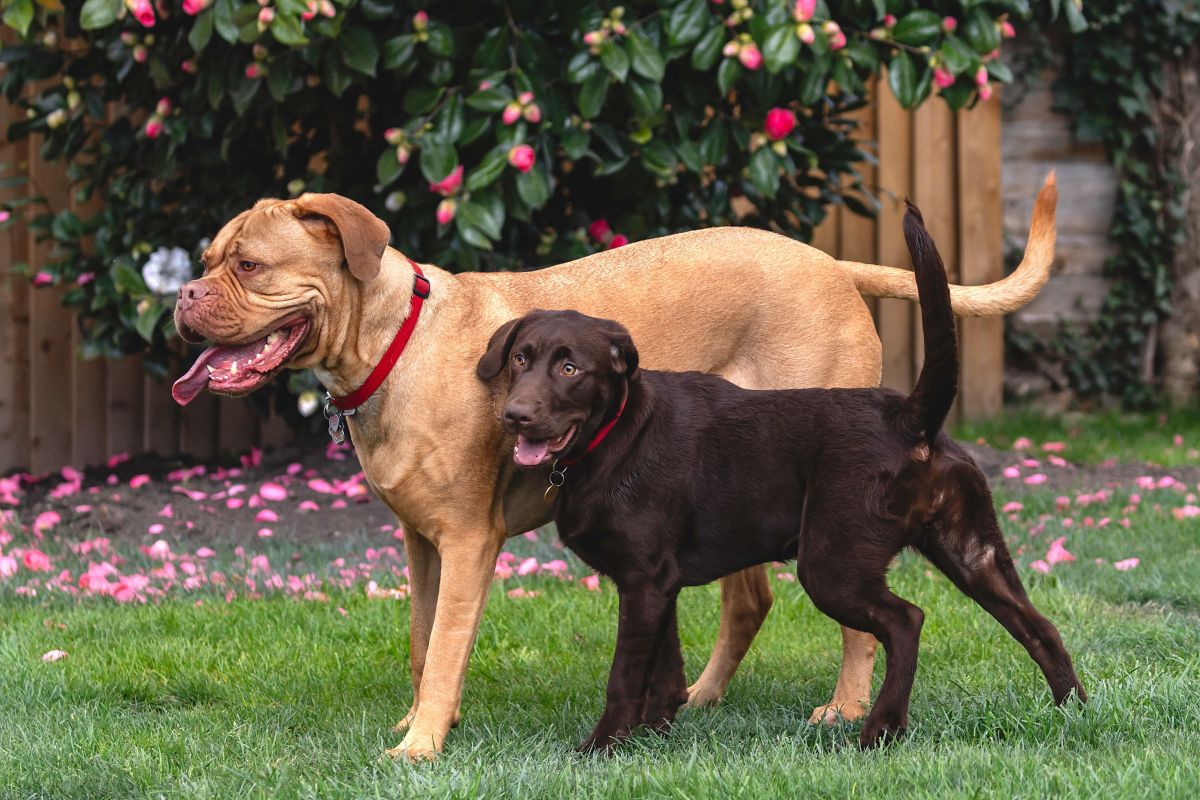 A large light brown dog stands beside a smaller dark brown dog outside.