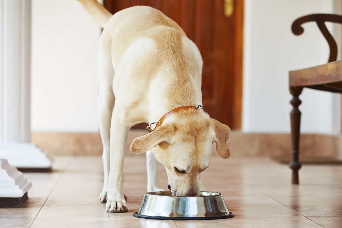 A medium-sized light tan dog eats with his snout down in a metal food bowl.