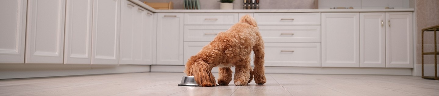 Apricot colored miniature poodle eating dog food out of a steel bowl in a white kitchen.