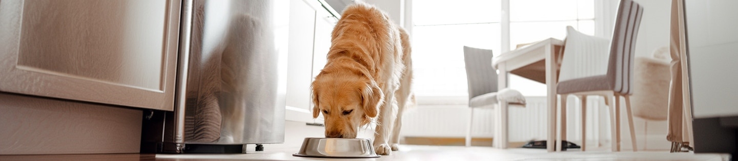 A golden retriever eats single protein dog food from its bowl in a kitchen