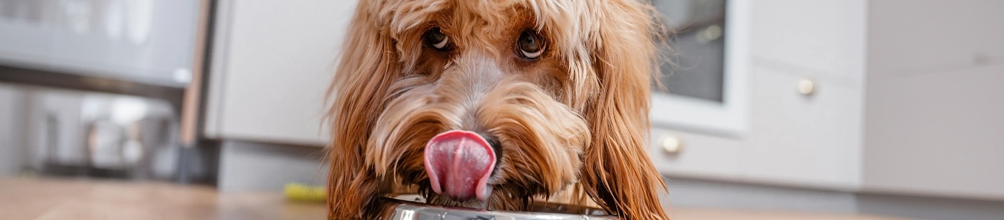 A light brown dog licks their nose while bending over a food bowl in a kitchen