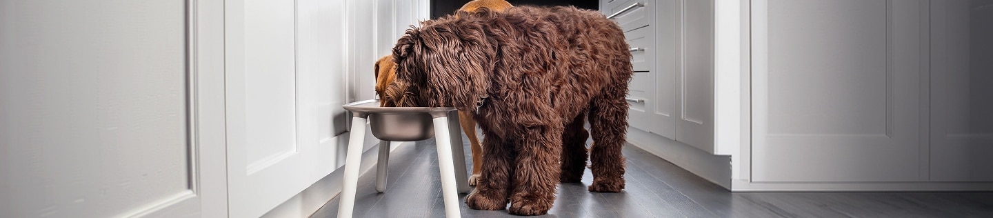 Two medium-sized dogs eat out of a raised set of food bowls in a kitchen hero