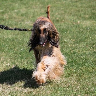 Afghan hound walking on a leash