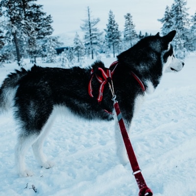 Alaskan Malamute standing in snowy landscape