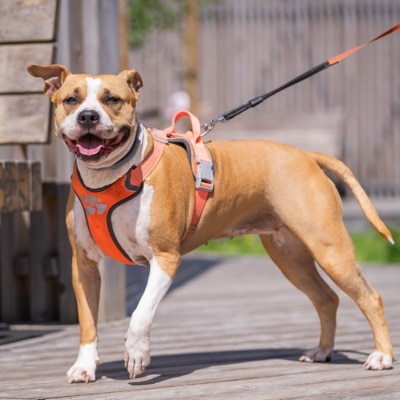 Large reddish-tan-and-white Pit Bull terrier outside on leash