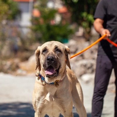 Male Anatolian Shepherd front portrait on a leash, showing its powerful build