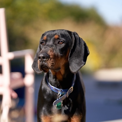 Black and tan coonhound puppy looking past the camera