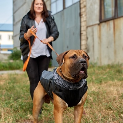 Woman with leashed Boerboel walkin in urban zone 