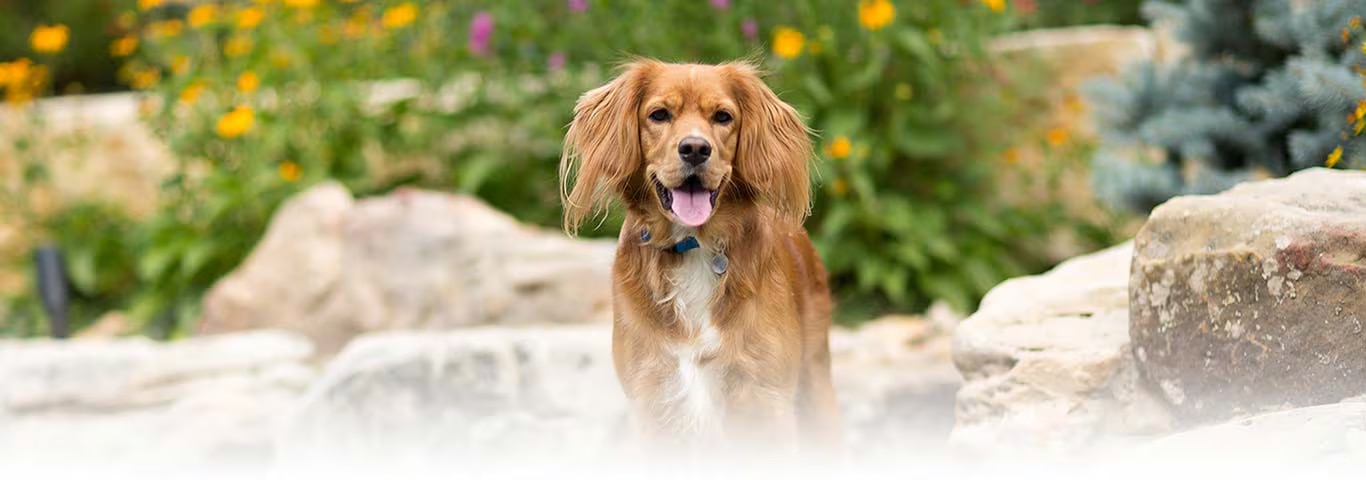 Photo of a Welsh Springer Spaniel dog