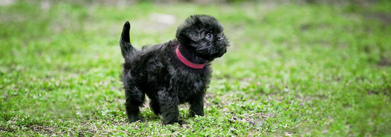 Photo of a Affenpinscher dog