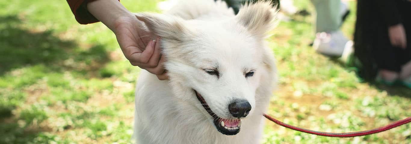 Photo of a American Eskimo Dog dog