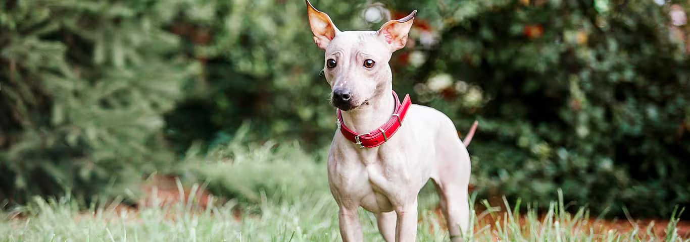 Photo of a American Hairless Terrier dog