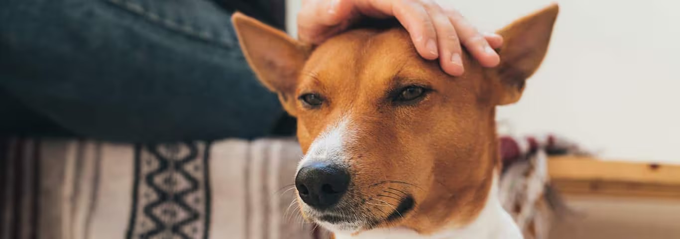 Photo of a Basenji dog