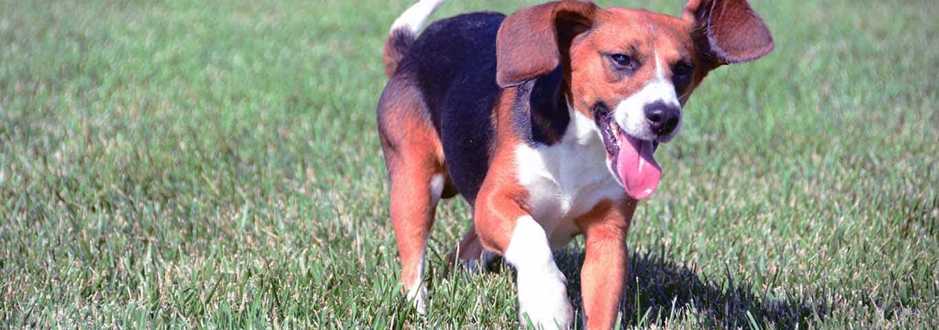 Photo of a Beagle dog