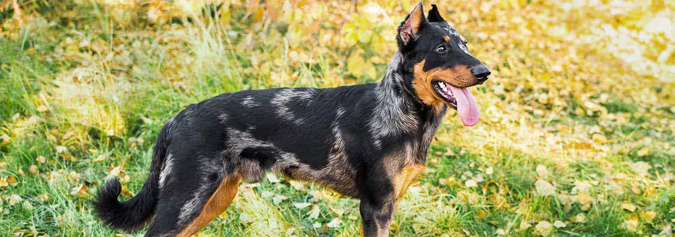 Photo of a Beauceron dog