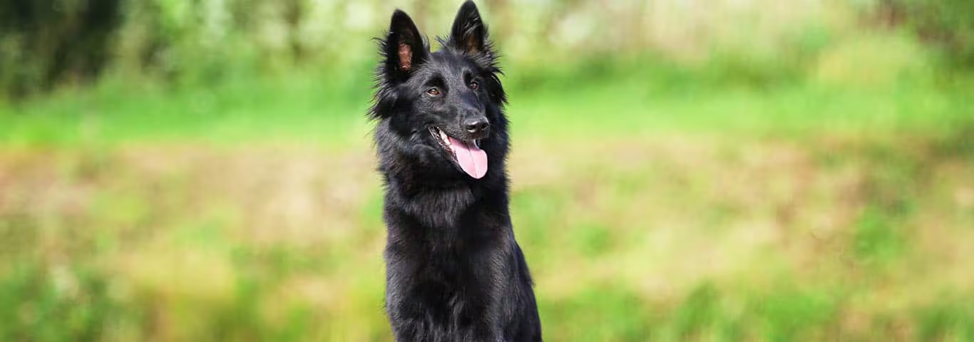 Photo of a Belgian Sheepdog dog