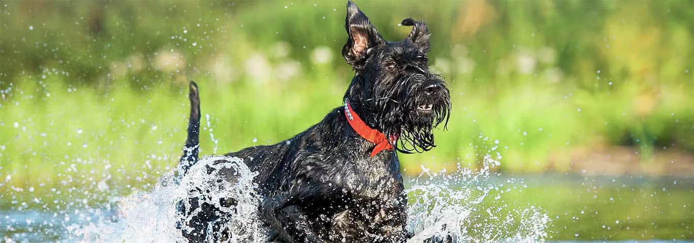 Photo of a Giant Schnauzer dog