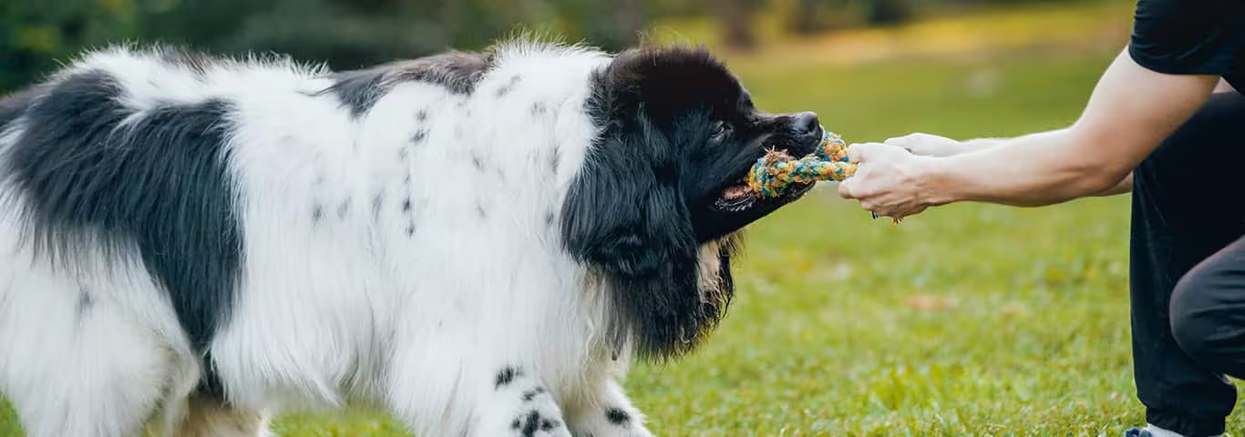 Photo of a Newfoundland dog