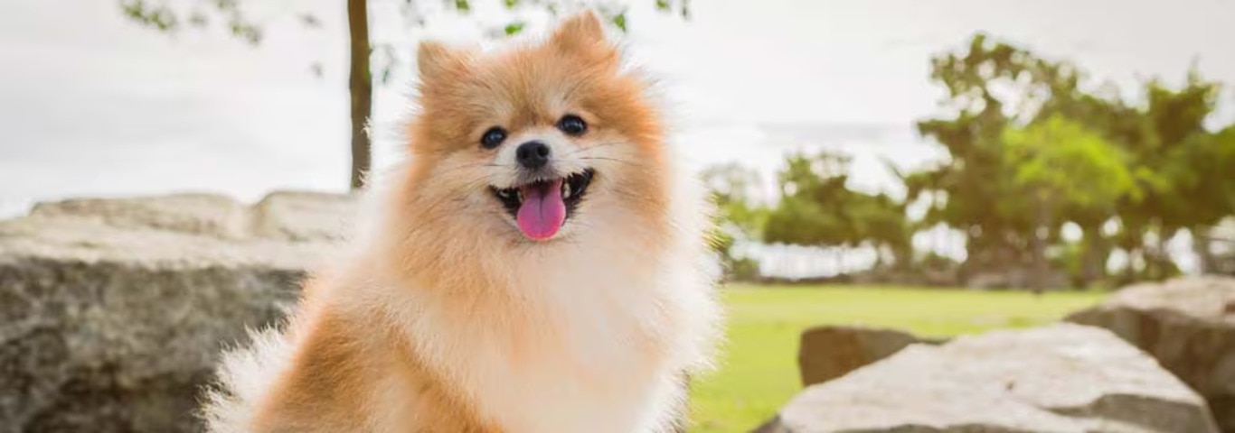 Photo of a Pomeranian dog