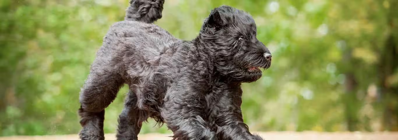 Photo of a Bouvier Des Flandres dog