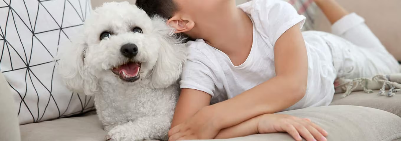 Photo of a Bichon Frise dog
