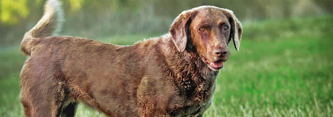 Photo of a Chesapeake Bay Retriever dog