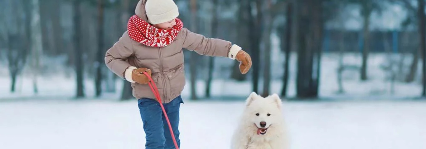 Photo of a Samoyed dog