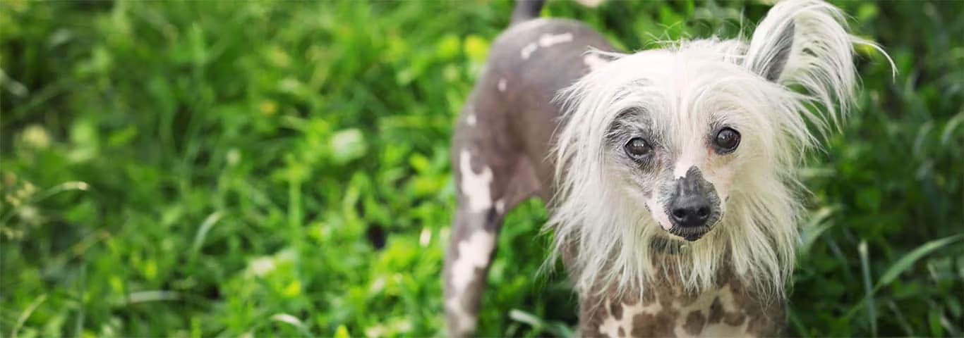 Photo of a Chinese Crested dog