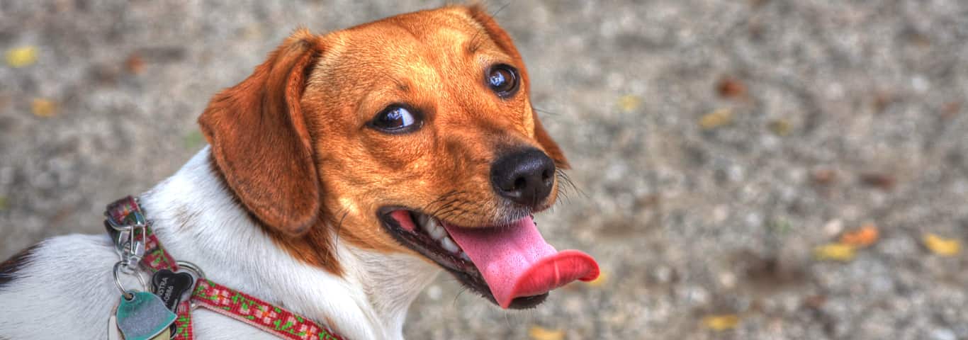 Photo of a Chiweenies dog