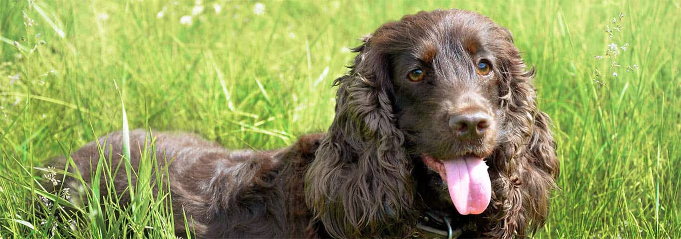 Photo of a Field Spaniel dog