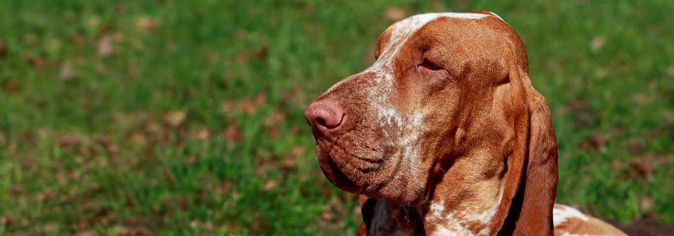 Photo of a Bracco Italiano dog