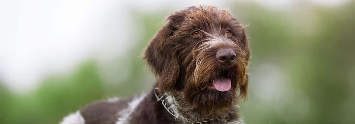Photo of a German Wirehaired Pointer dog