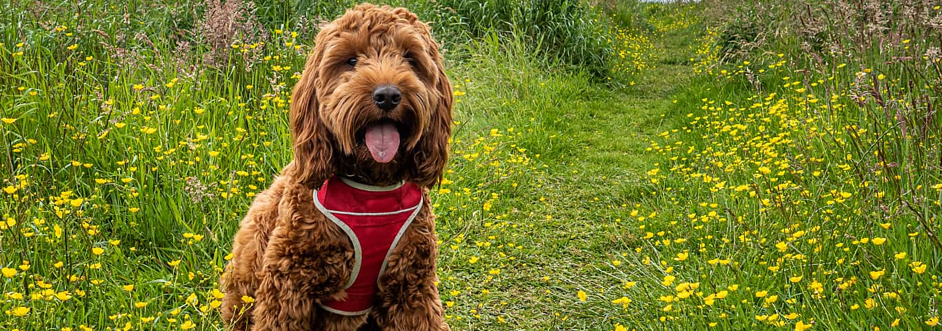 Photo of a Cockapoo Dog dog