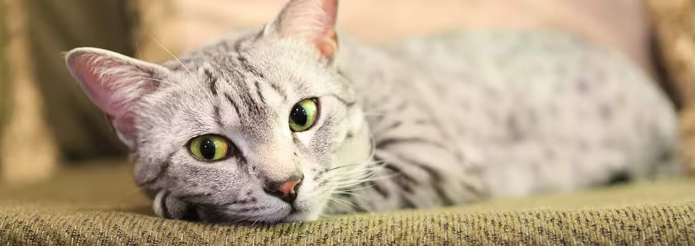 Photo of a Egyptian Mau cat