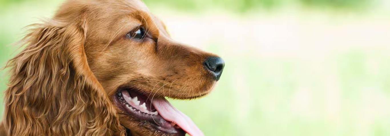 Photo of a English Cocker Spaniel dog