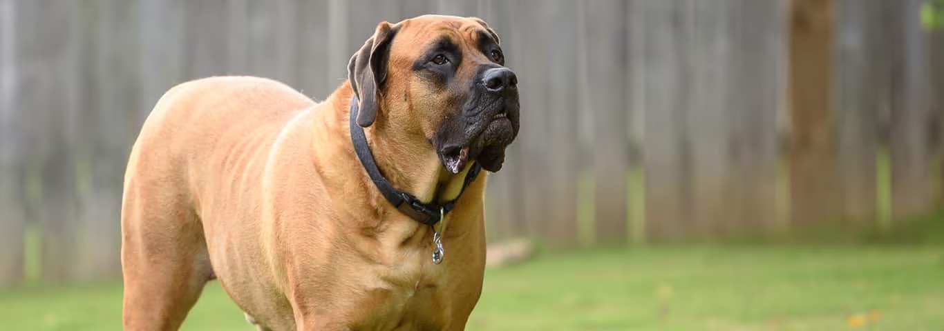 Photo of a Mastiff dog