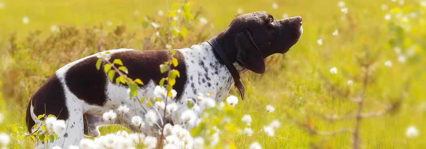 Photo of a English Pointer dog