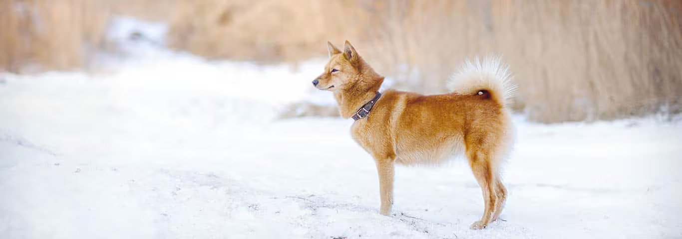 Photo of a Finnish Spitz dog