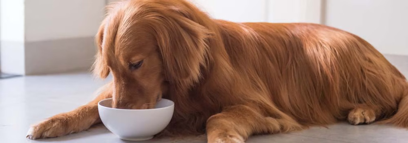 Photo of a Golden Retriever dog