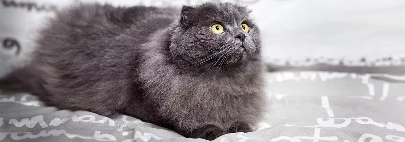 Photo of a Highland Fold cat