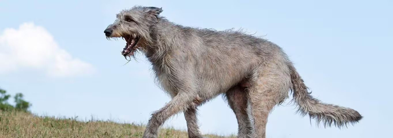 Photo of a Irish Wolfhound dog