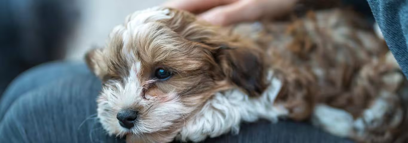 Photo of a Havanese dog