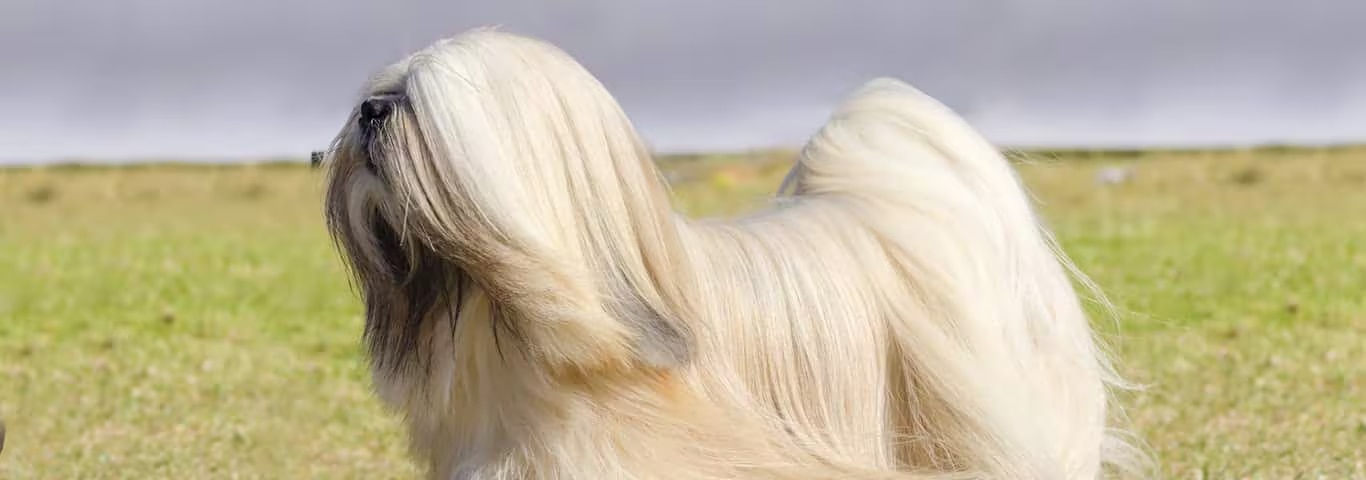 Photo of a Lhasa Apso dog