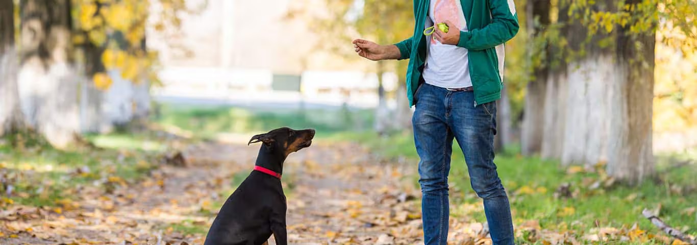 Photo of a Doberman dog