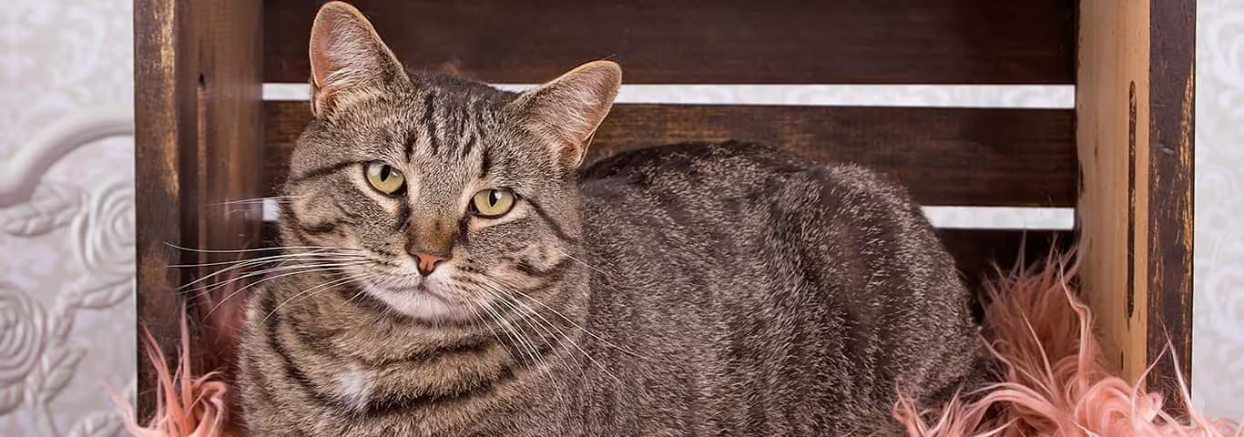 Photo of a Manx cat