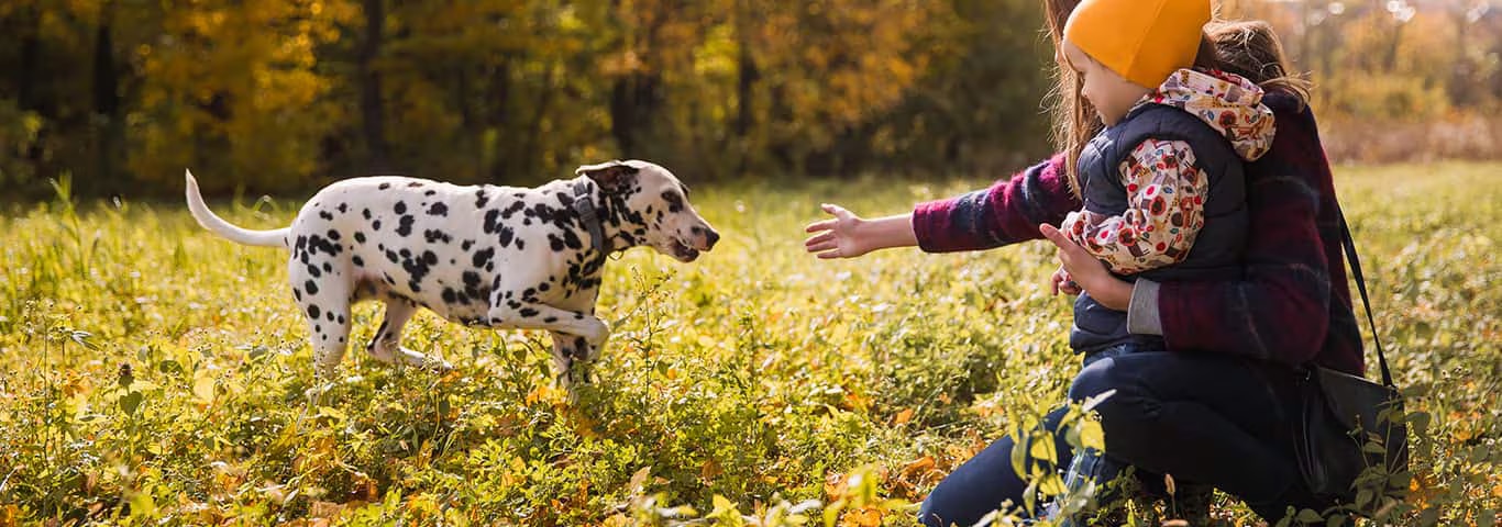 Photo of a Dalmatian dog